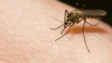 World Malaria Day: Foreign returnees more susceptible to the vector-borne disease